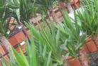 Ningiplant-nursery-10.jpg; ?>