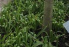 Ningiplant-nursery-23.jpg; ?>